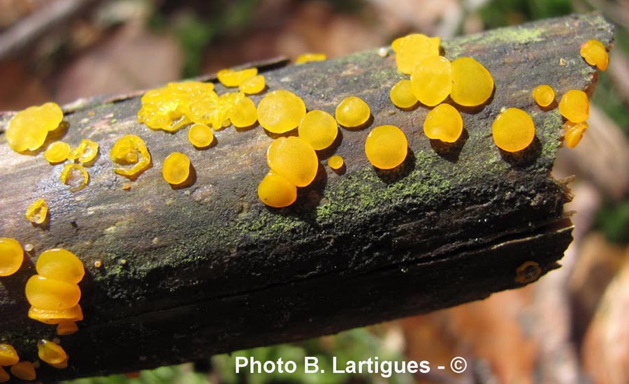 Dacrymyces variisporus